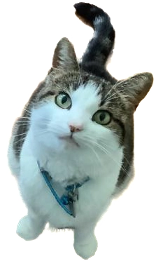 A transparent image of Io, a brown-and-white cat with a blue collar.